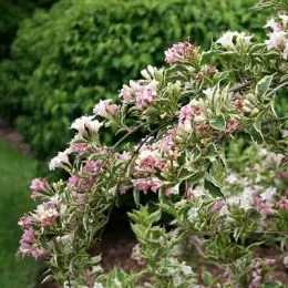 Вейгела Variegata фото
