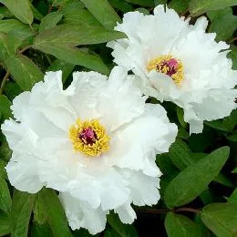 Пион White Phoenix Feng Dan Bai древовидный   фото