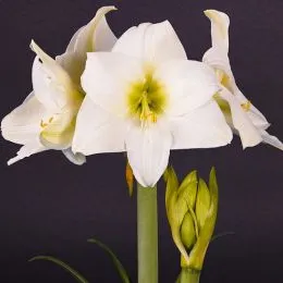 Амариллис White Queen фото