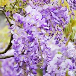 Вистерия (глициния) Sinensis фото