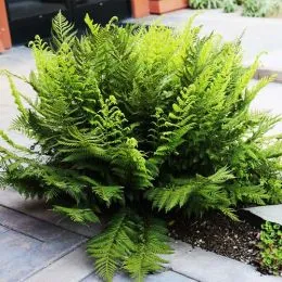 Вудвардия Fimbriata фото