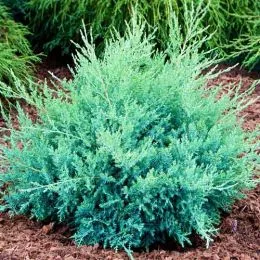 Можжевельник Pfitzeriana Glauca фото
