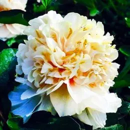 Пион Yaos Yellow Yao Huang древовидный фото