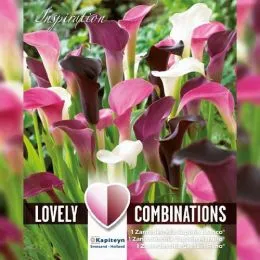 Калла Pink, White and Almost Black (Брендовые луковицы KAPITEYN®) фото