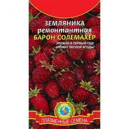 Земляника ремонтантная Барон Солемахер фото