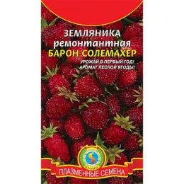 Земляника ремонтантная Барон Солемахер фото