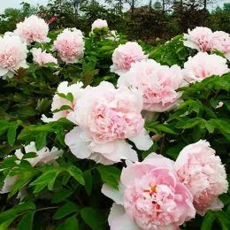 Пион Zhaos Pink Zhao Fen древовидный фото