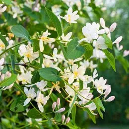 Жимолость Fragrantissima фото