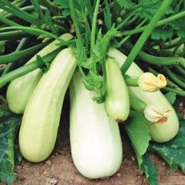 Кабачок Белый кустовой фото