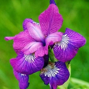 Ирис Siberica Currier фото