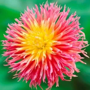 Георгина Fringed Star фото