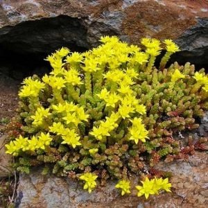 Седум Acre фото