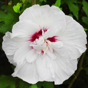 Гибискус сирийский China Chiffon фото