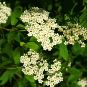 Спирея Decumbens фото