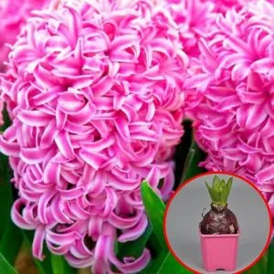 Гиацинт Pink Pearl (горшок 7 см) фото