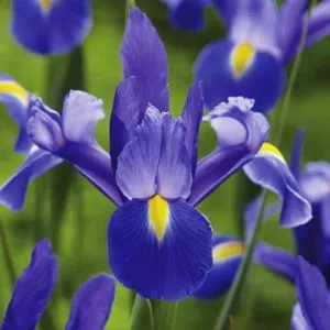 Ирис Hollandica Chopin фото