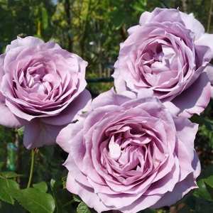 Роза Novalis фото