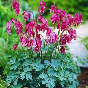 Дицентра formosa Luxuriant фото