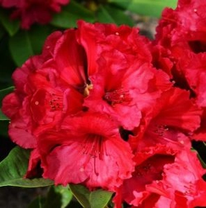 Рододендрон Red Jack фото