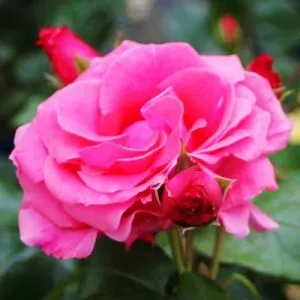Роза плетистая Lawinia фото
