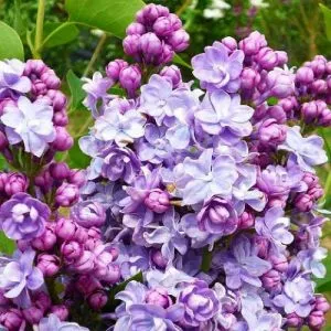 Сирень Victor Lemoine фото