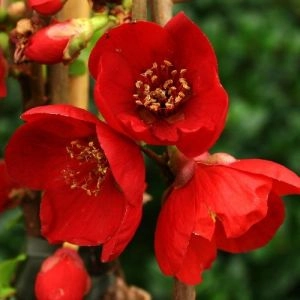 Хеномелес Red Joy фото