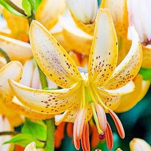 Лилия Guinea Gold фото