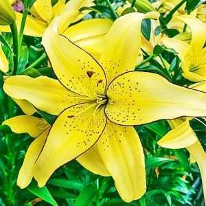 Лилия Fields of Gold фото