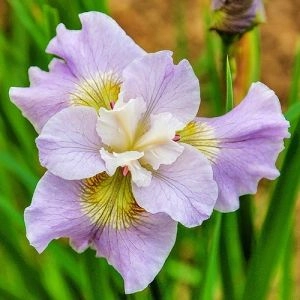 Ирис Siberica Dawn Waltz фото