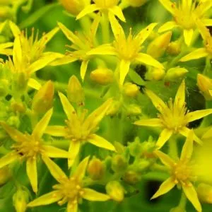 Седум Selskianum фото