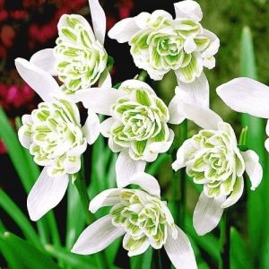 Подснежник Flore Pleno фото