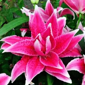 Лилия Roselily Thalita фото