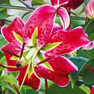 Лилия Scarlet Delight фото
