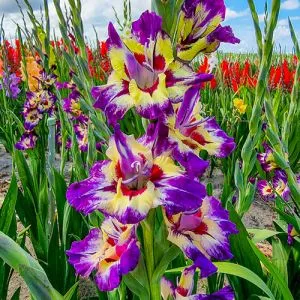 Гладиолус Circus Color фото