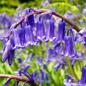 Гиацинтоидес Hispanica Blue фото
