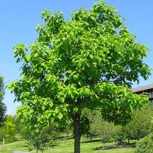 Катальпа северная фото