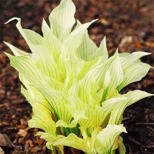 Хоста White Feather фото
