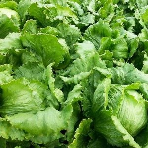 Салат Ева кочанный фото