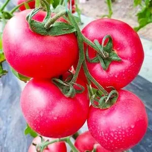 Томат Малиновый Ожаровский фото