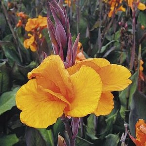 Канна Liberte фото