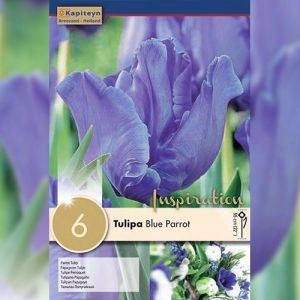 Тюльпан Blue Parrot (Брендовые луковицы KAPITEYN®) фото
