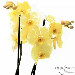 Фаленопсис Citrus-Yellow фото