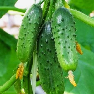Огурец Чистые пруды F1 фото