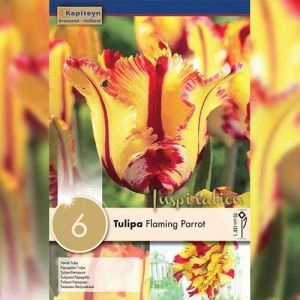 Тюльпан Flaming Parrot (Брендовые луковицы KAPITEYN®) фото