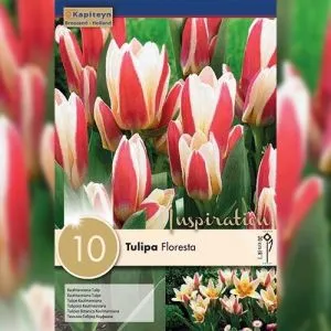 Тюльпан Floresta (Брендовые луковицы KAPITEYN®) фото