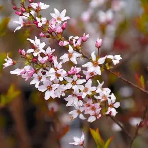 Спирея Fujino Pink фото