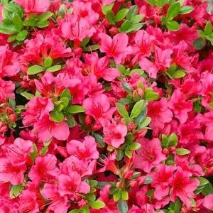 Рододендрон Geisha Rosa фото
