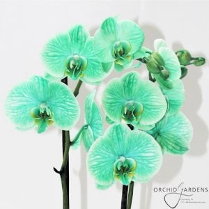 Фаленопсис Lime-Green фото