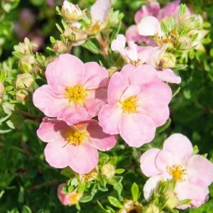 Лапчатка Pink Whisper фото