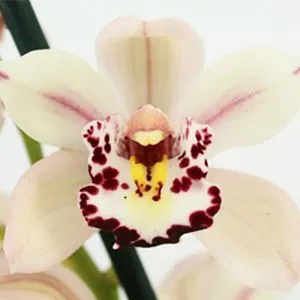 Цимбидиум Pretty Pink фото